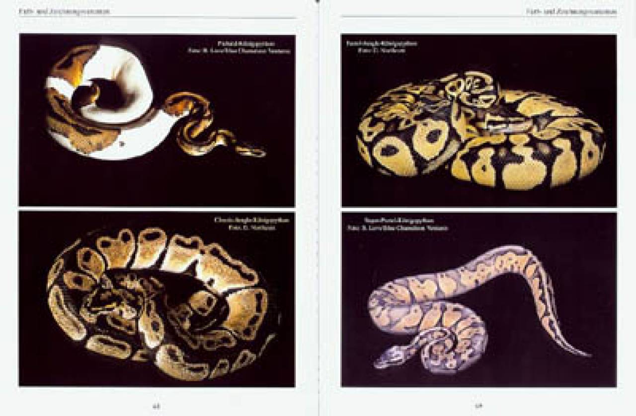 Python regius – Der Königspython
